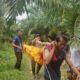 Mayat Pria Ditemukan Terapung Di Sungai Tongguran Simalungun