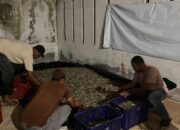 1,2 Ton Udang Vaname Mati, BUMG Gampong Hilir Tapaktuan Minta Kompensasi Ganti Rugi PLN