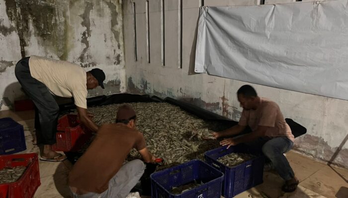 1,2 Ton Udang Vaname Mati, BUMG Gampong Hilir Tapaktuan Minta Kompensasi Ganti Rugi PLN
