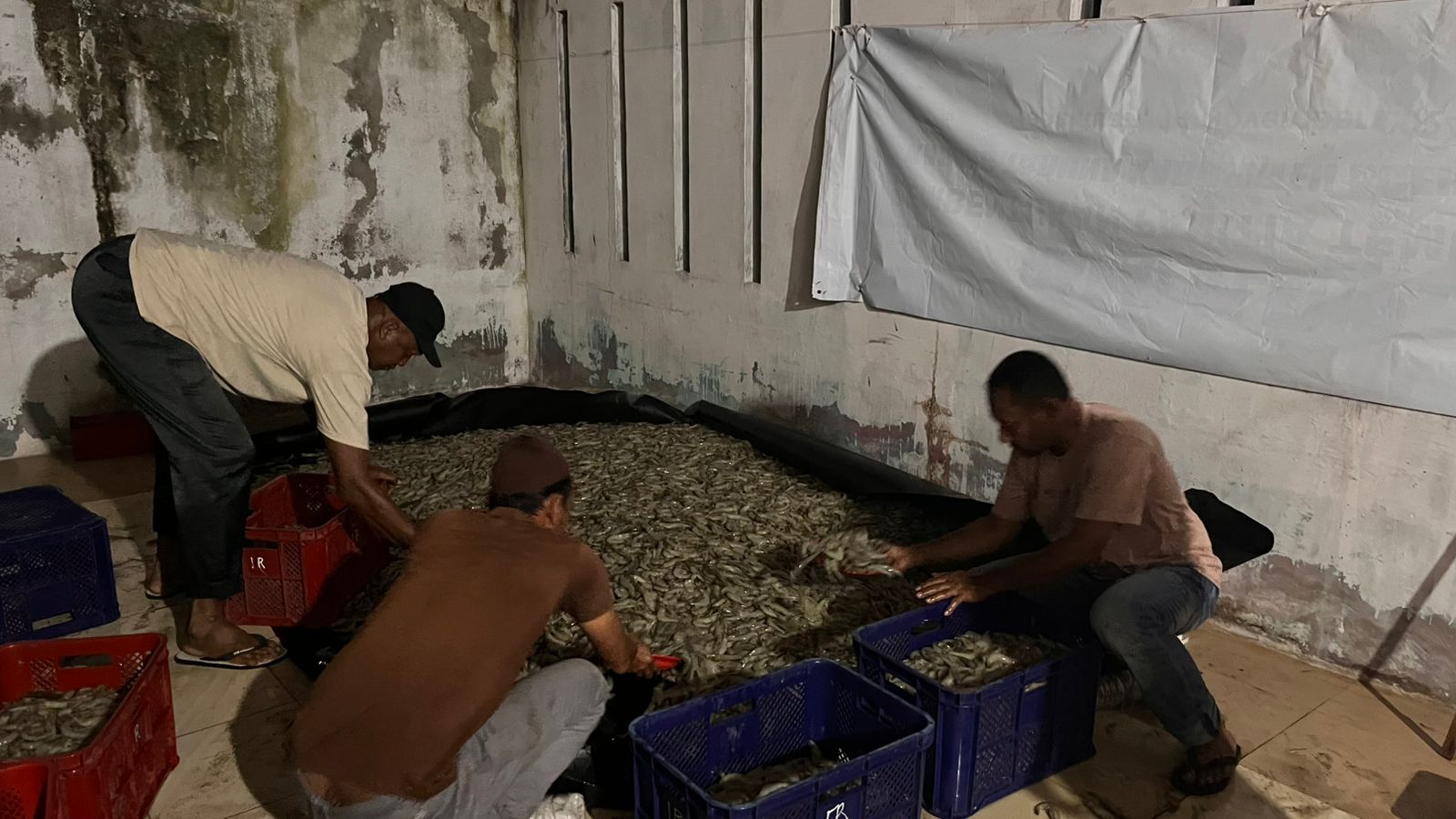 1,2 Ton Udang Vaname Mati, BUMG Gampong Hilir Tapaktuan Minta Kompensasi Ganti Rugi PLN
