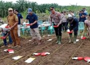 Polsek Bosar Maligas Kawal Ketahanan Pangan Jagung Di Simalungun