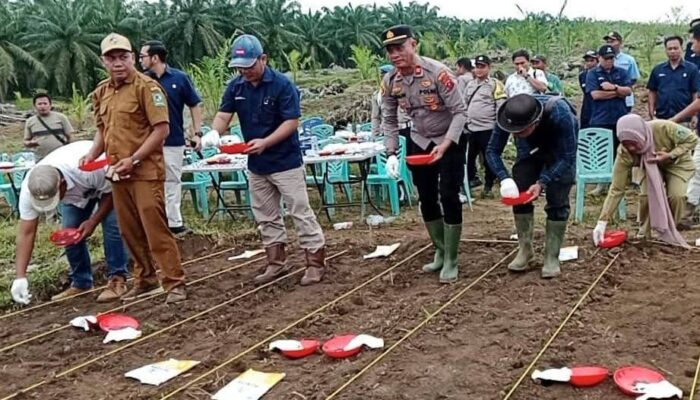 Polsek Bosar Maligas Kawal Ketahanan Pangan Jagung Di Simalungun