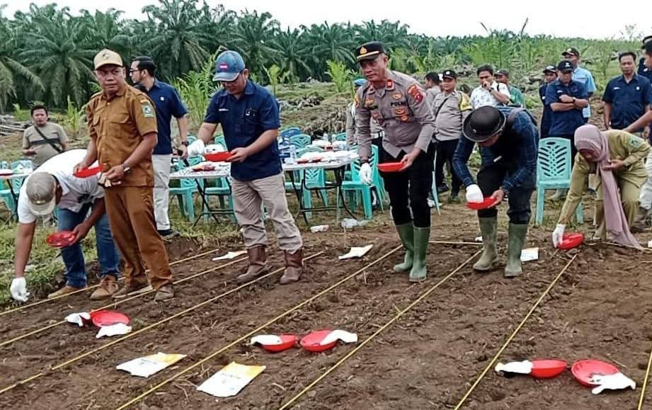 Polsek Bosar Maligas Kawal Ketahanan Pangan Jagung Di Simalungun