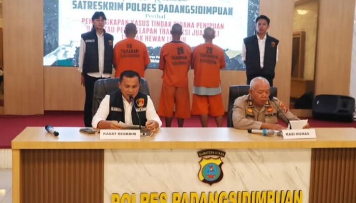 Tiga Tersangka Penipuan Jual Beli Sapi Ditangkap Polres Padangsidimpuan