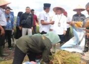 Wabup Paluta Panen Raya Padi, Dukung Swasembada Pangan Nasional