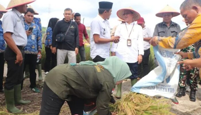 Wabup Paluta Panen Raya Padi, Dukung Swasembada Pangan Nasional