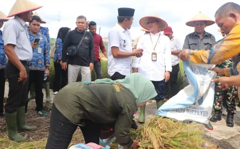 Wabup Paluta Panen Raya Padi, Dukung Swasembada Pangan Nasional