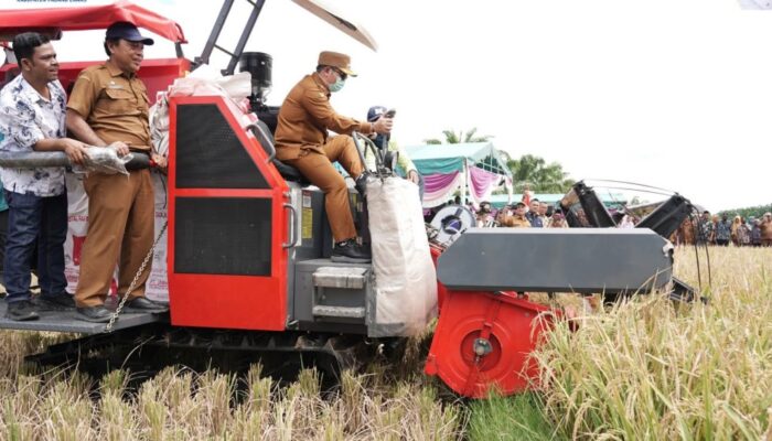 Bupati Palas Turun Ke Sawah, Naik Combine Harvester Saat Panen Raya