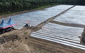 Bupati Padanglawas Tanam Cabai, Perkuat Ketahanan Pangan Dan Stabilisasi Harga