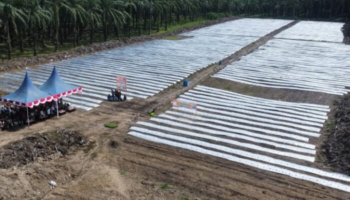 Bupati Padanglawas Tanam Cabai, Perkuat Ketahanan Pangan Dan Stabilisasi Harga