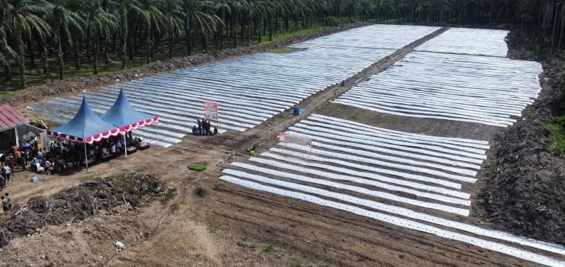 Bupati Padanglawas Tanam Cabai, Perkuat Ketahanan Pangan Dan Stabilisasi Harga