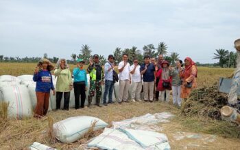 Perum BULOG Kanwil Sumut di seluruh cabang, siap menerima Gabah Kering Panen (GKP) dari panen petani di wilayah Sumut dengan harga 6.500/kg.