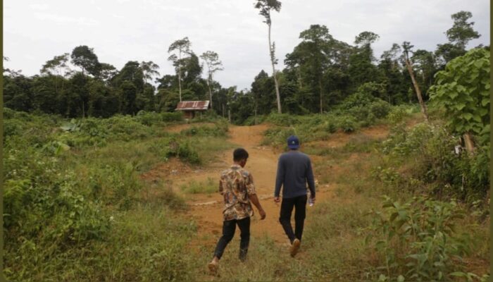 Oknum Masyarakat Dan PT IBAS Rambah Hutan Lindung Di Aceh Utara, Alfian MaTA: Itu Tindak Pidana