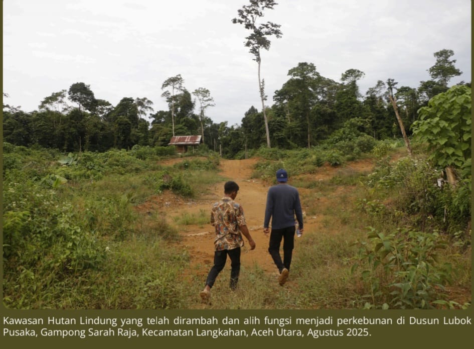 Oknum Masyarakat Dan PT IBAS Rambah Hutan Lindung Di Aceh Utara, Alfian MaTA: Itu Tindak Pidana