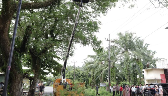 Cegah Agar Insiden Tak Terulang, Ricky Minta Pemkab Langkat Remajakan Pohon Perindang