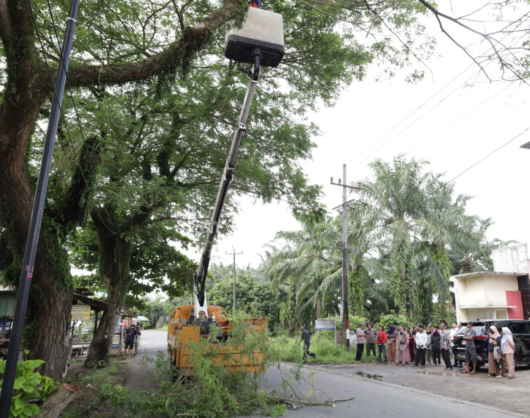 Cegah Agar Insiden Tak Terulang, Ricky Minta Pemkab Langkat Remajakan Pohon Perindang