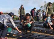 Bupati Humbahas Gencarkan Penanaman Bawang Putih