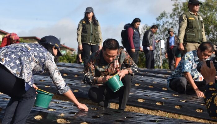 Bupati Humbahas Gencarkan Penanaman Bawang Putih