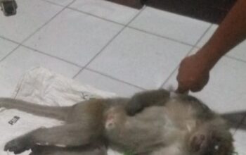 Monyet Liar Yang Resahkan Brandan Akhirnya Dilumpuhkan 