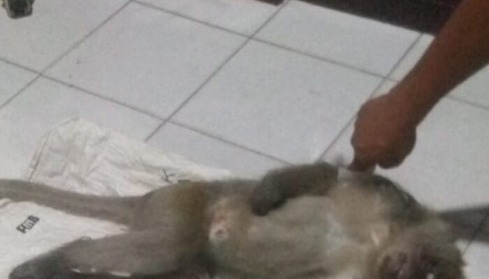 Monyet Liar Yang Resahkan Brandan Akhirnya Dilumpuhkan 