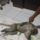 Monyet Liar Yang Resahkan Brandan Akhirnya Dilumpuhkan 