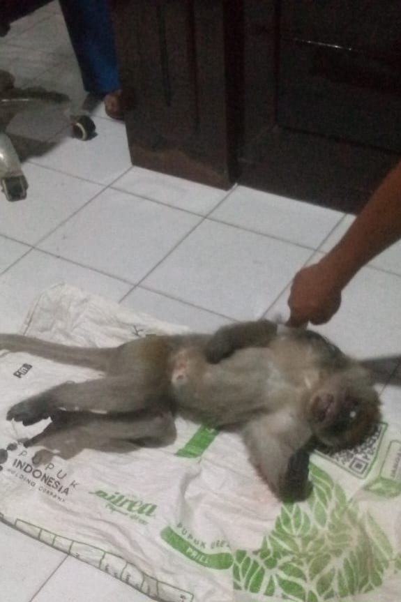 Monyet Liar Yang Resahkan Brandan Akhirnya Dilumpuhkan 