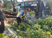 Satlantas Polres Sergai Sigap Bersihkan Pohon Tumbang Akibat Hujan Deras