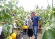PT Pertamina Rantau Berdayakan Petani Melon Melalui Program CSR