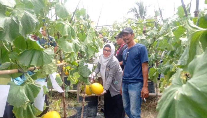 PT Pertamina Rantau Berdayakan Petani Melon Melalui Program CSR