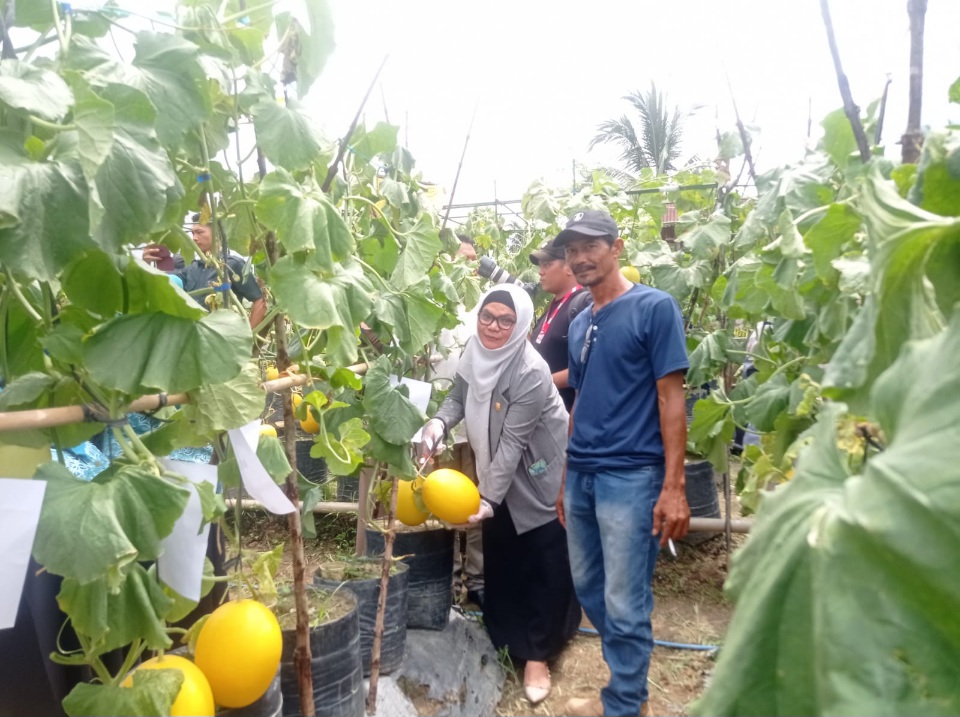 PT Pertamina Rantau Berdayakan Petani Melon Melalui Program CSR