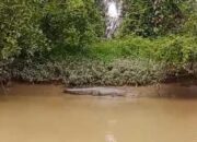 Nelayan Besitang Temukan Buaya Di Pinggiran Pantai