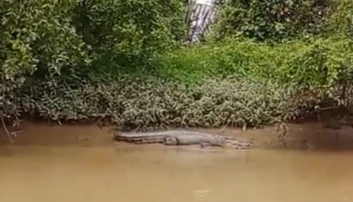 Nelayan Besitang Temukan Buaya Di Pinggiran Pantai