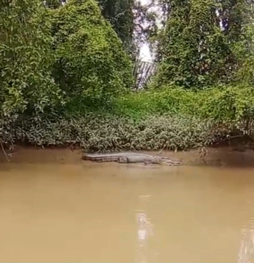Nelayan Besitang Temukan Buaya Di Pinggiran Pantai