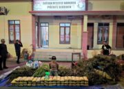 Polres Bireuen Bekuk Pengedar Ganja, Sita 154 Kg Barang Bukti
