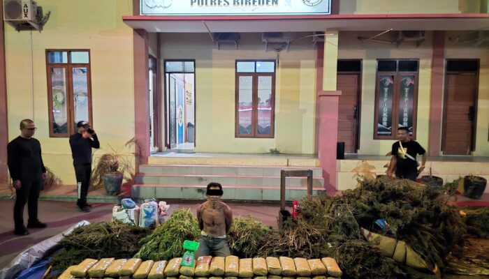 Polres Bireuen Bekuk Pengedar Ganja, Sita 154 Kg Barang Bukti
