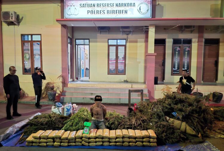 Polres Bireuen Bekuk Pengedar Ganja, Sita 154 Kg Barang Bukti