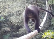 PTAR Dan Upaya Perlindungan Keanekaragaman Hayati