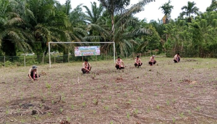 Pramuka Aceh Tamiang Tanam Jagung 