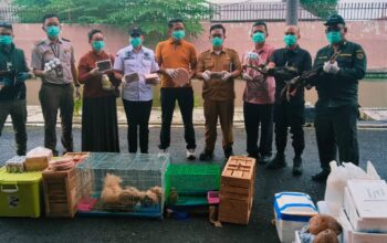 Karantina dan Bea Cukai Sumatera Utara melakukan pemusnahan media pembawa selundupan hasil penindakan tim P2 KPPBC TMP B Medan pada Jumat (10/10), serta media pembawa yang dibawa oleh penumpang pesawat yang tidak dilengkapi sertifikat dari negara asal.