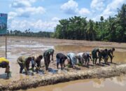 Brigade Pangan Maju Jaya Sehati menggelar kegiatan tanam bersama penangkar benih seluas 10,5 hektar di Desa Simandulang, Kecamatan Kualuh Leidong, Kabupaten Labuhanbatu Utara, Sumatra Utara, Kamis (16/10/2025).
