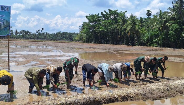 Dukung Swasembada, Brigade Pangan Tanam Bersama Penangkar Benih