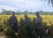 Panen Benih, BP Beringin I Peroleh Income Tambahan