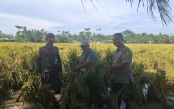 Brigade Pangan Beringin I, Kabupaten Serdang Bedagai, Sumatera Utara melakukan pengembangan usahanya untuk menambah pundi-pundi pendapatan Brigade Pangan melalui penangkaran benih.