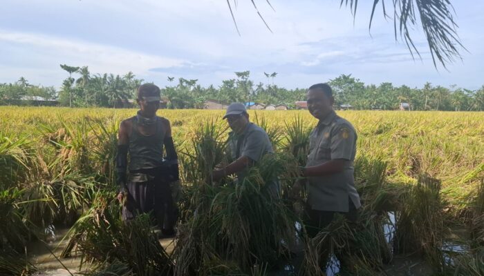 Panen Benih, BP Beringin I Peroleh Income Tambahan