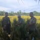 Brigade Pangan Beringin I, Kabupaten Serdang Bedagai, Sumatera Utara melakukan pengembangan usahanya untuk menambah pundi-pundi pendapatan Brigade Pangan melalui penangkaran benih.