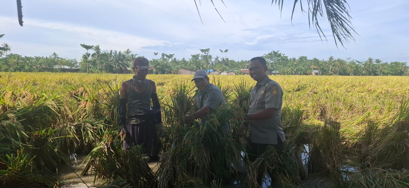 Panen Benih, BP Beringin I Peroleh Income Tambahan