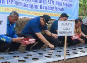 STM Hulu Diproyeksikan Sebagai Sentra Bawang Merah Deliserdang