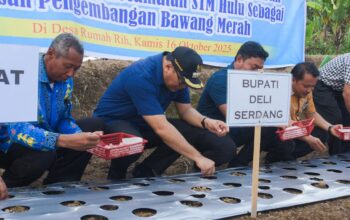 STM Hulu Diproyeksikan Sebagai Sentra Bawang Merah Deliserdang