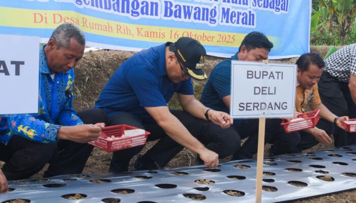 STM Hulu Diproyeksikan Sebagai Sentra Bawang Merah Deliserdang