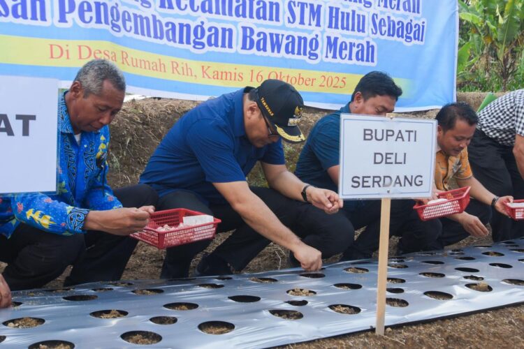 STM Hulu Diproyeksikan Sebagai Sentra Bawang Merah Deliserdang